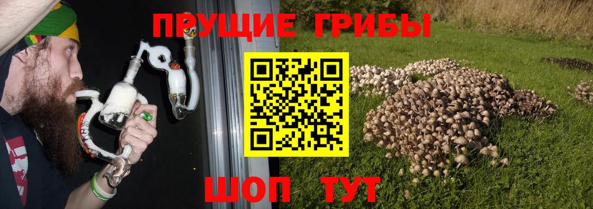 Псилоцибиновые грибы Cubensis  Псилоцибиновые грибы прущие грибы  Янаул  Вход с VPN 